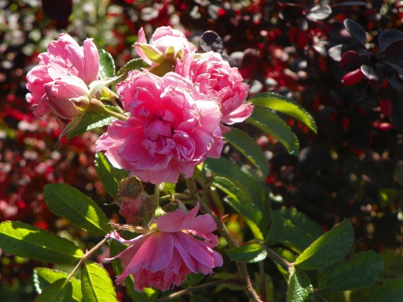 Pink Grootendorst - Trandafiri 2018 5