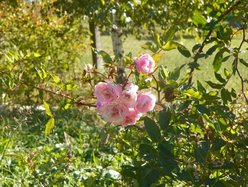 Frau Eva Schubert - Trandafiri 2018 5