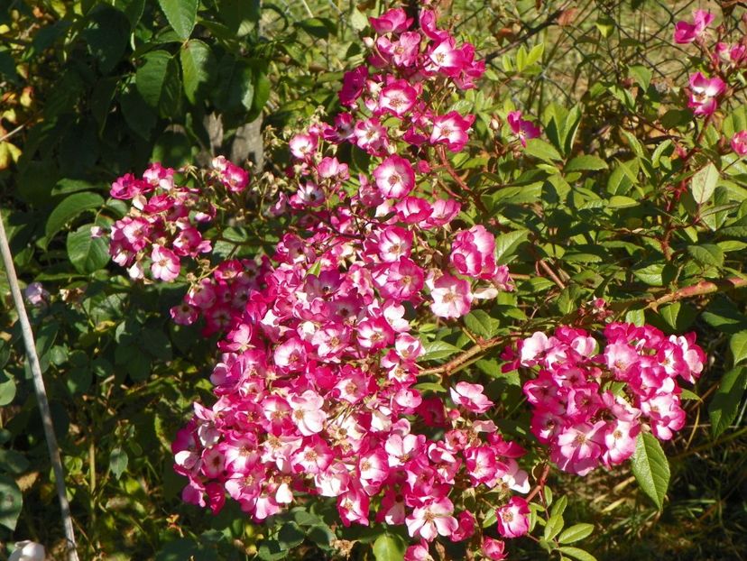 Mozart - Trandafiri 2018 5