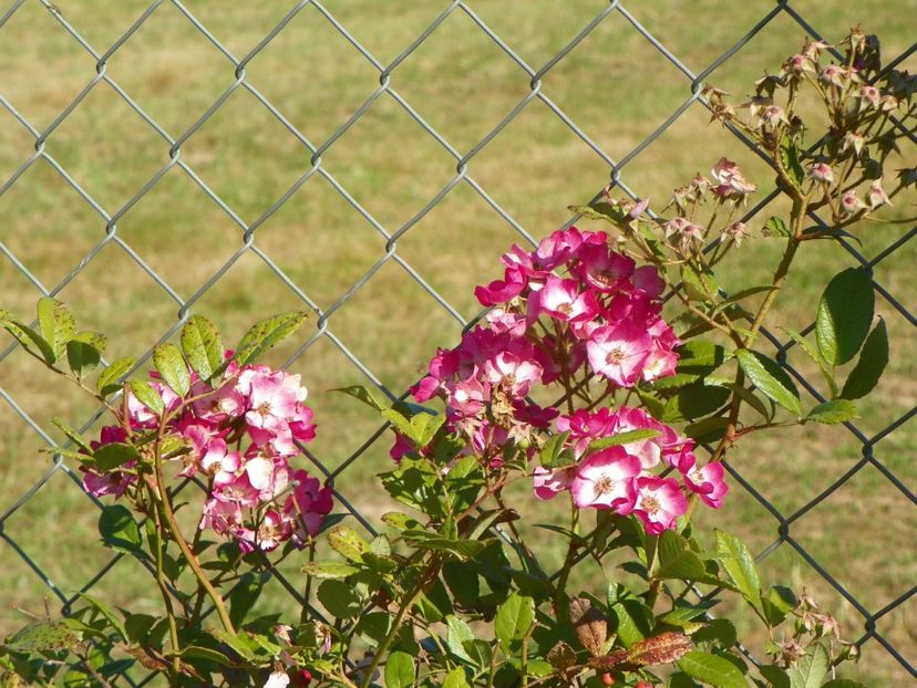 Mozart - Trandafiri 2018 5