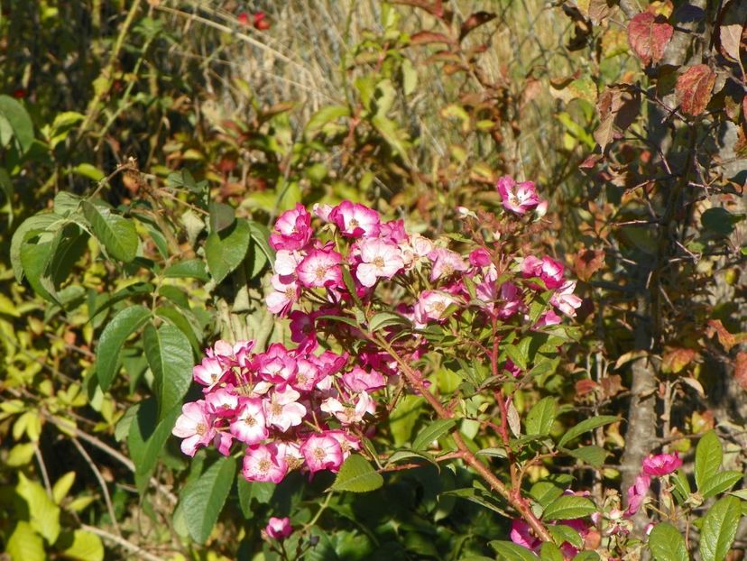 Mozart - Trandafiri 2018 5