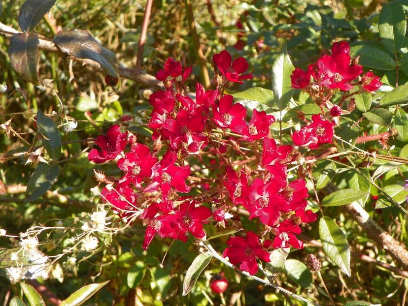 Vif Eclat - Trandafiri 2018 5