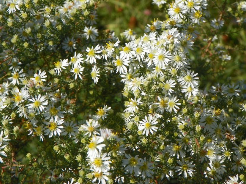aster ericoides Schneetanne - Dobarland 2018 4