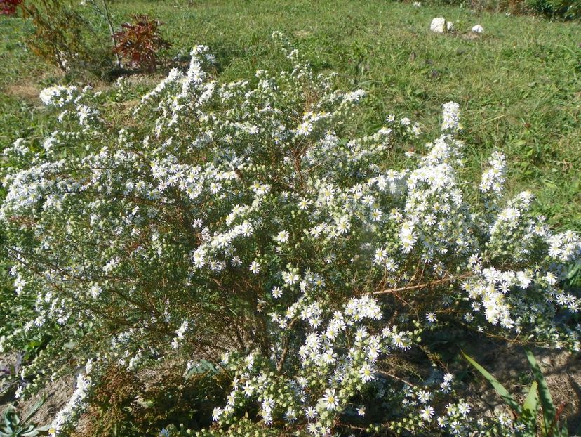 aster ericoides Schneetanne - Dobarland 2018 4