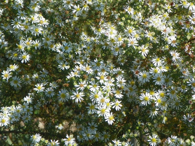 aster ericoides Schneetanne - Dobarland 2018 4