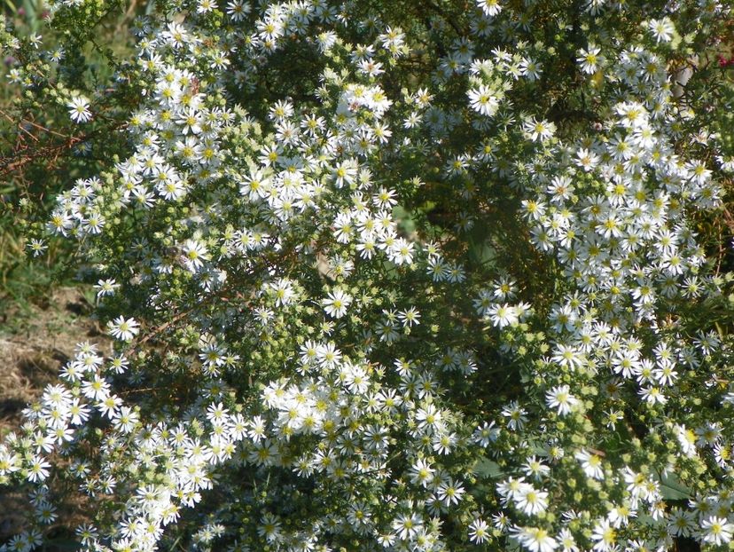 aster ericoides Schneetanne - Dobarland 2018 4