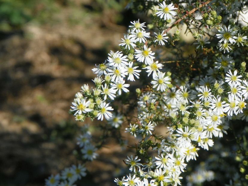 aster ericoides Schneetanne - Dobarland 2018 4