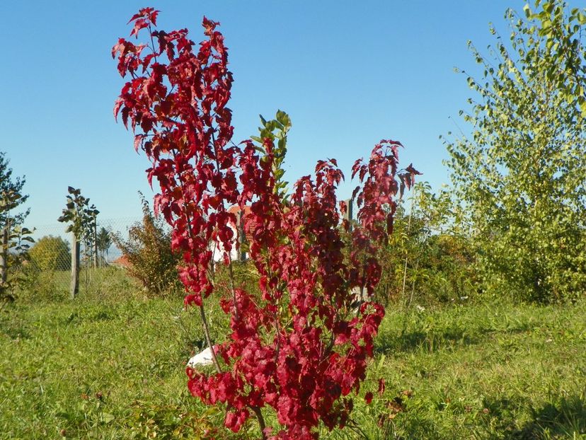acer tataricum - Dobarland 2018 4