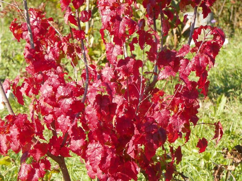acer tataricum - Dobarland 2018 4