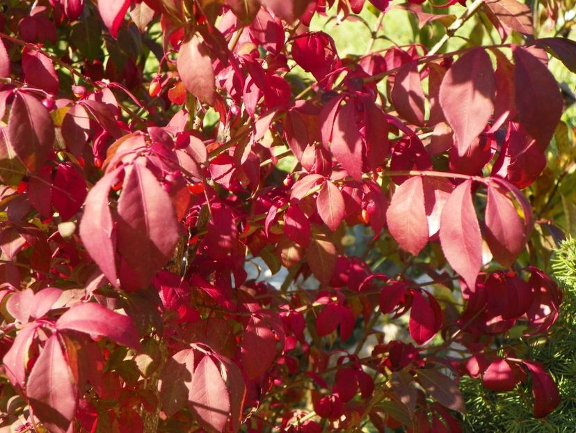 euonymus alatus Compactus - Dobarland 2018 4