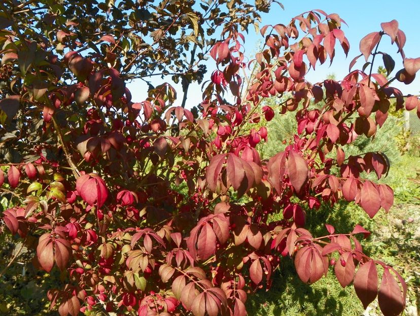 euonymus alatus Compactus - Dobarland 2018 4