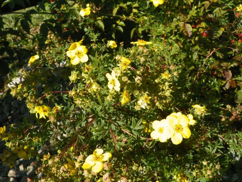 potentilla fruticosa Goldfinger - Dobarland 2018 4