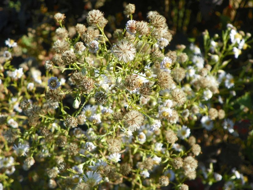 aster salbatic - Dobarland 2018 4