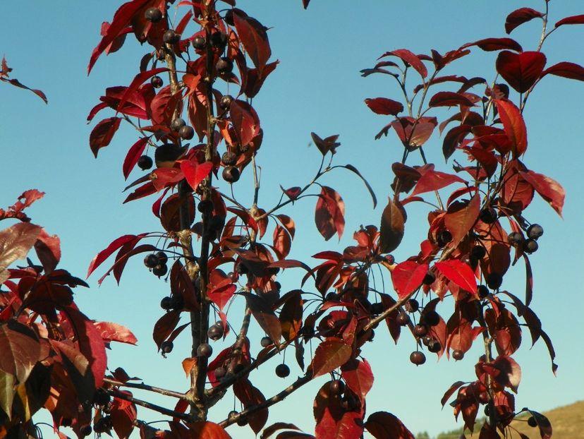 malus Royalty - Dobarland 2018 4