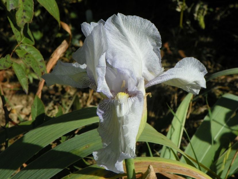 iris English Cottage - Dobarland 2018 4