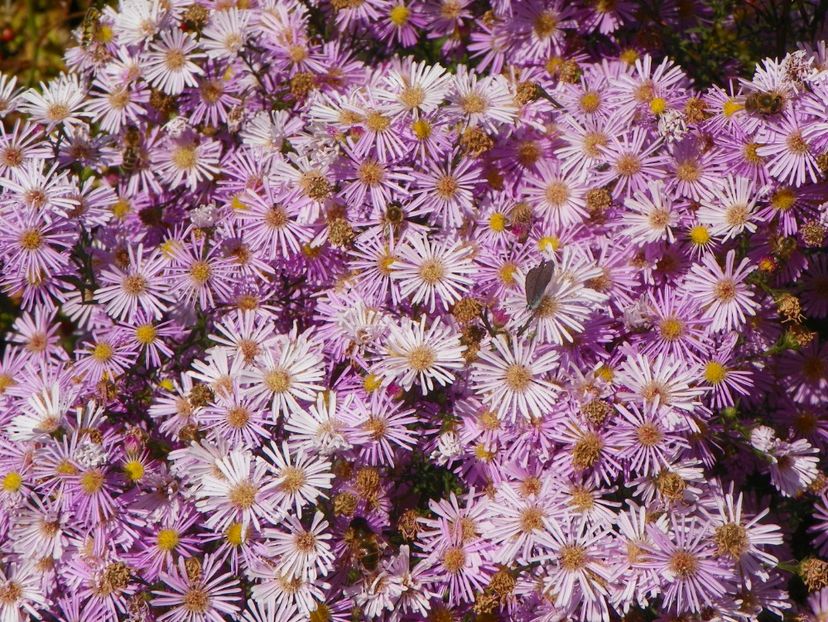 aster ericoides Esther - Dobarland 2018 4