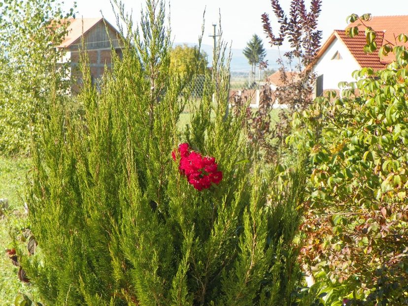 Rambling Rosie - Dobarland 2018 4