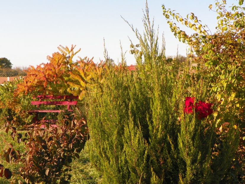 rhus typhina, viburnum Popcorn - Dobarland 2018 4