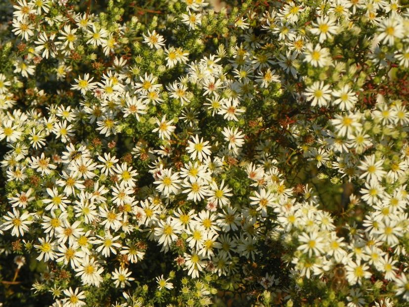 aster ericoides Schneetanne - Dobarland 2018 4
