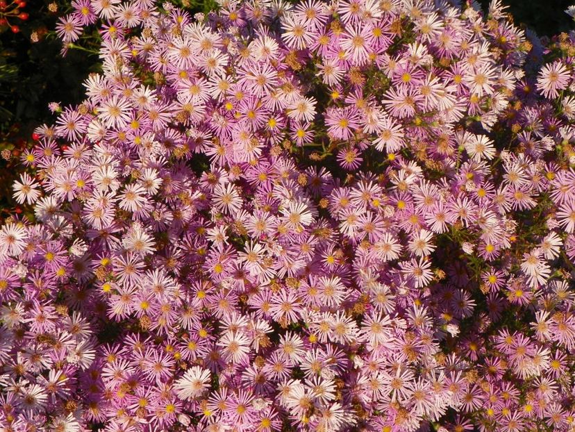 aster ericoides Esther - Dobarland 2018 4