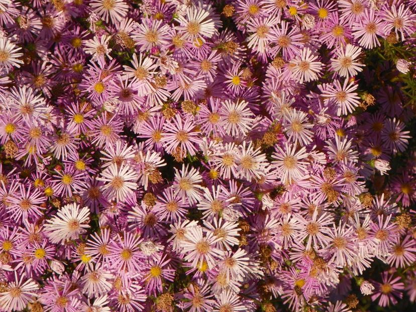 aster ericoides Esther - Dobarland 2018 4