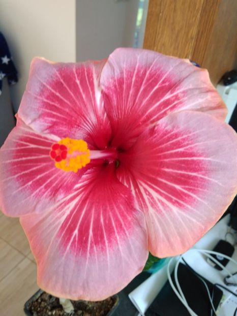 DP's Pasion Dream - HIBISCUS TROPICAL