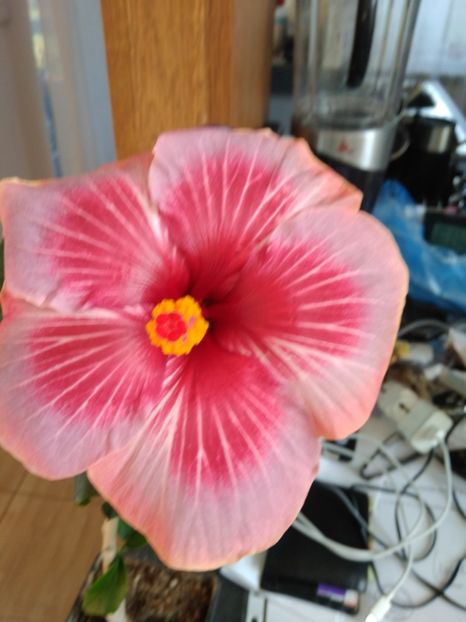  - HIBISCUS TROPICAL
