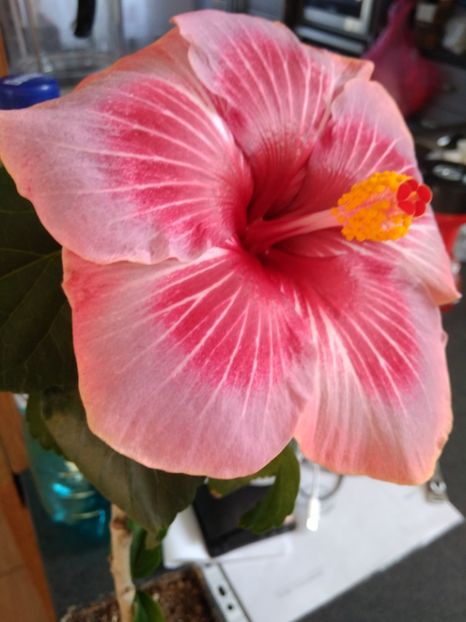  - HIBISCUS TROPICAL