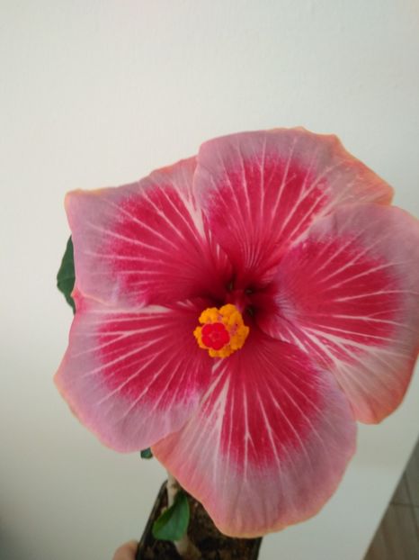  - HIBISCUS TROPICAL