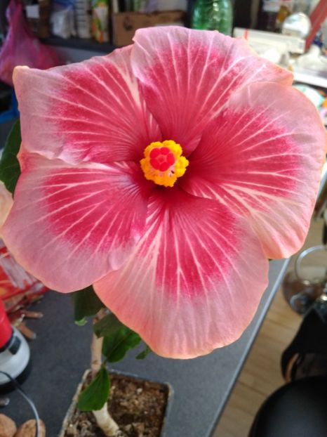  - HIBISCUS TROPICAL