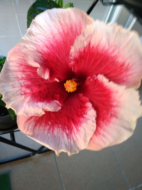 Cherry Blossom - HIBISCUSI GOMER