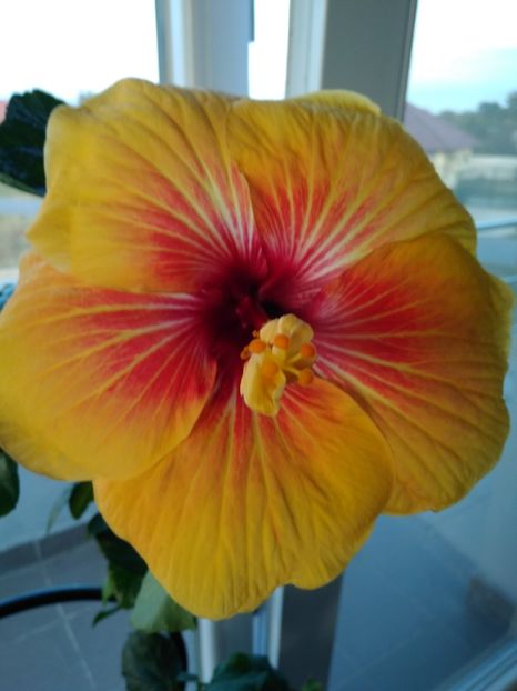 Tahitian Tiger - HIBISCUSI GOMER