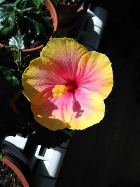  - HIBISCUS NECUNOSCUT