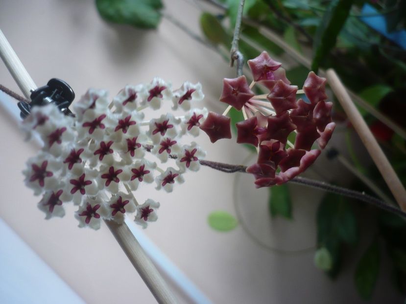 P1400295 - HOYA 2018-2