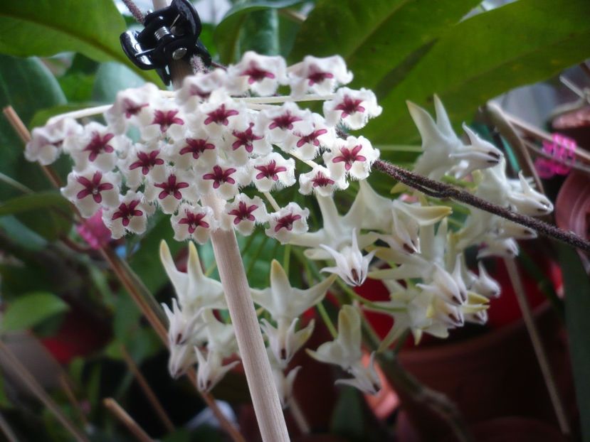 P1400297 - HOYA 2018-2