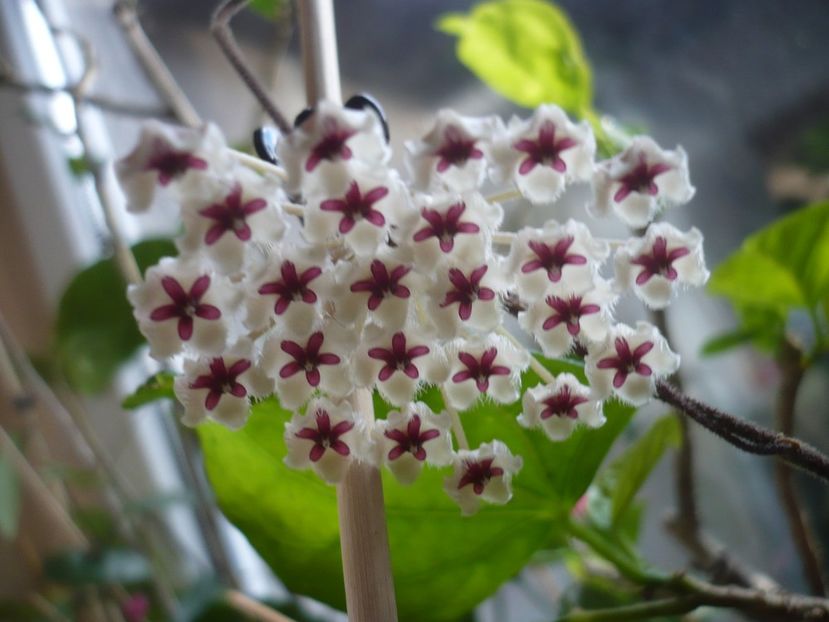 P1400298 - HOYA 2018-2