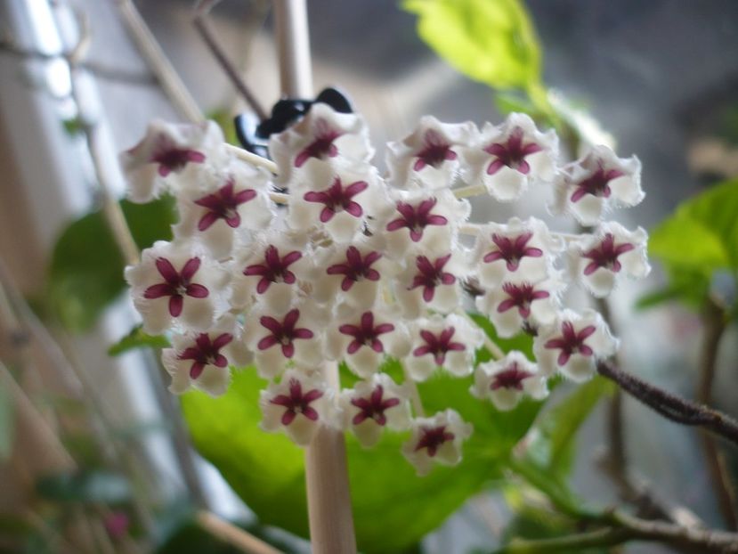 P1400299 - HOYA 2018-2