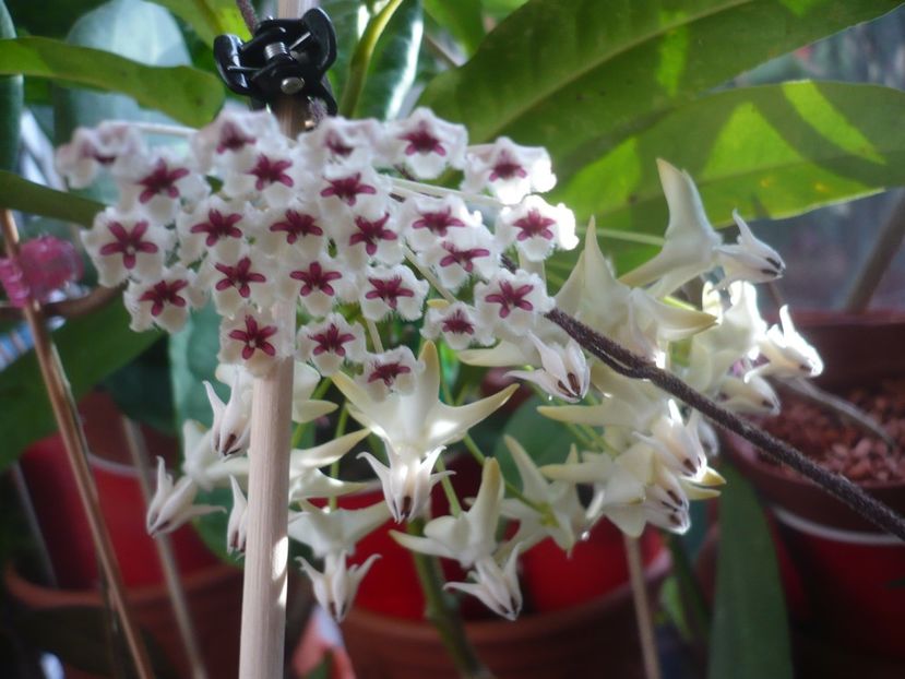 P1400300 - HOYA 2018-2