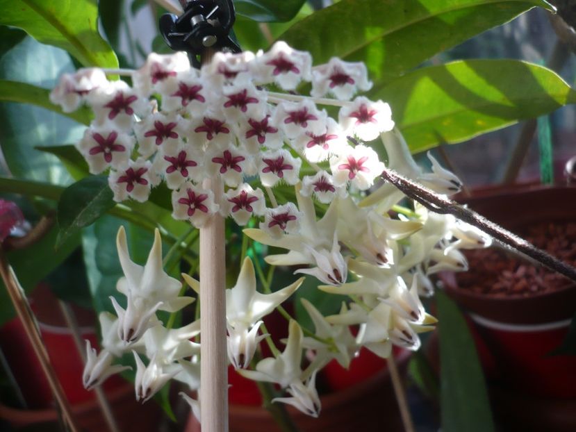 P1400301 - HOYA 2018-2