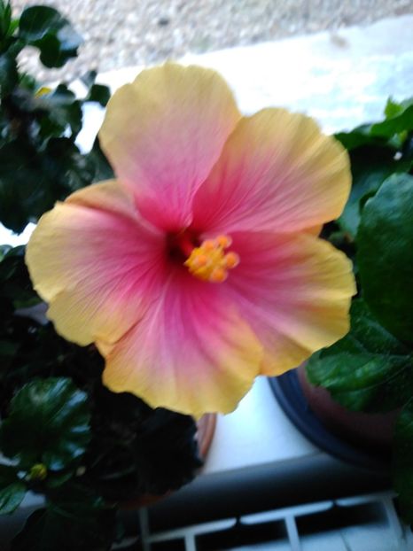  - HIBISCUS NECUNOSCUT