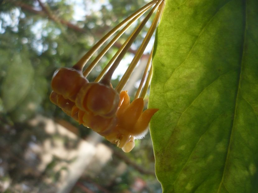 P1400303 - HOYA 2018-2