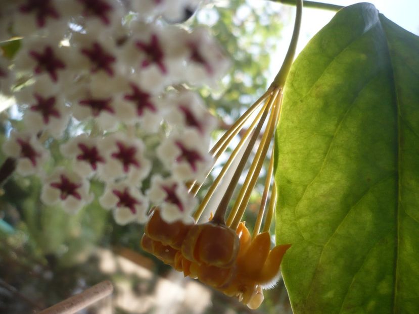 P1400304 - HOYA 2018-2