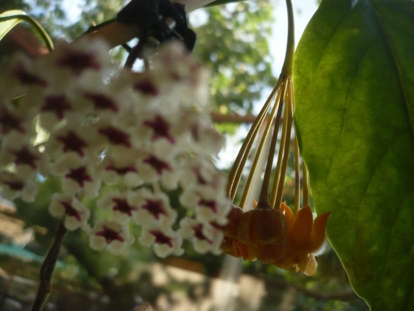 P1400305 - HOYA 2018-2