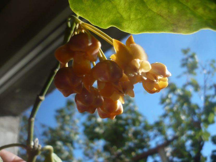 P1400307 - HOYA 2018-2