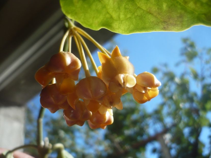P1400308 - HOYA 2018-2