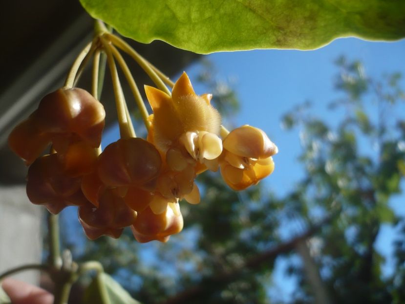 P1400309 - HOYA 2018-2