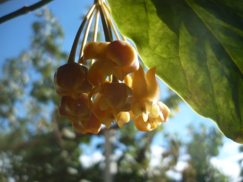 P1400347 - HOYA 2018-2