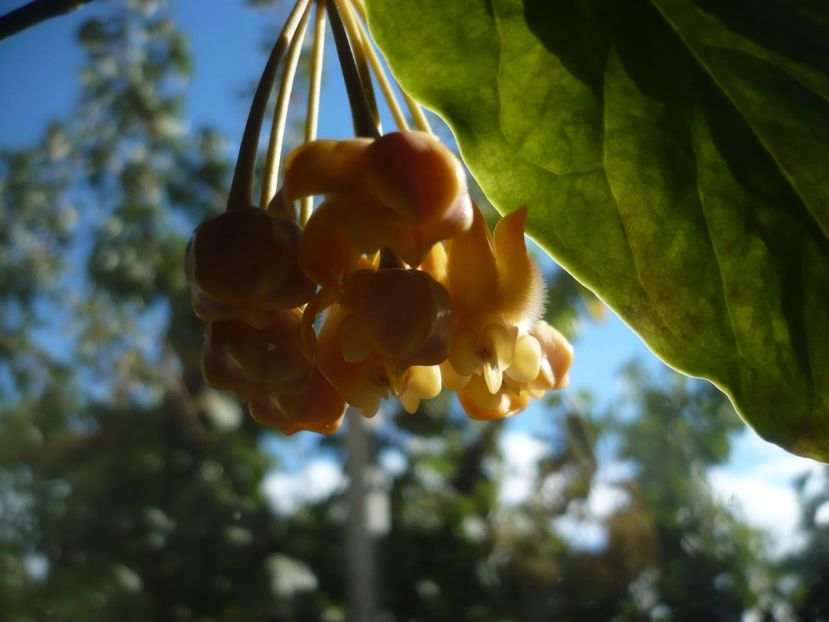 P1400348 - HOYA 2018-2