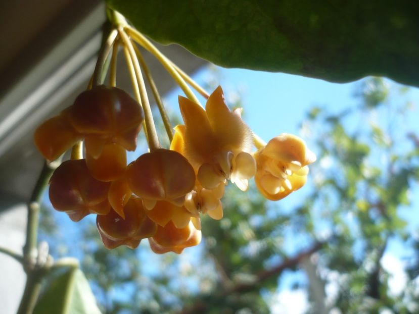 P1400350 - HOYA 2018-2