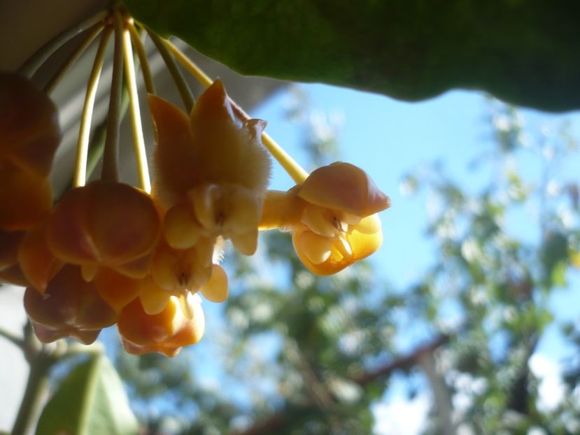 P1400351 - HOYA 2018-2